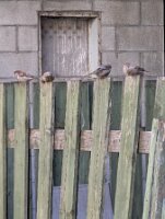 PXL_20250815_215027331.MP