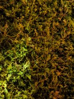 PXL_20250907_014518562.NIGHT